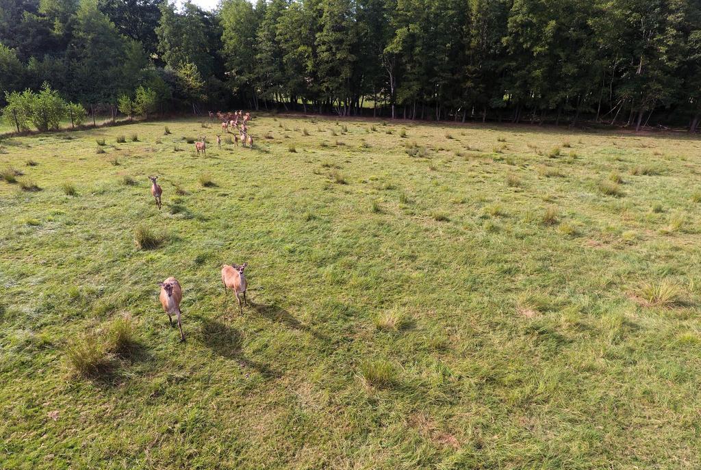 Gite Des Biches Birkenwald Buitenkant foto