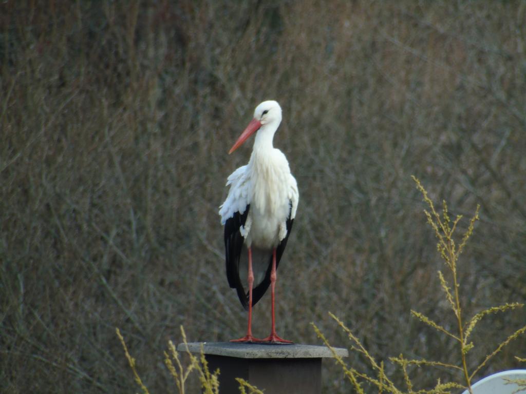Gite Des Biches Birkenwald Buitenkant foto